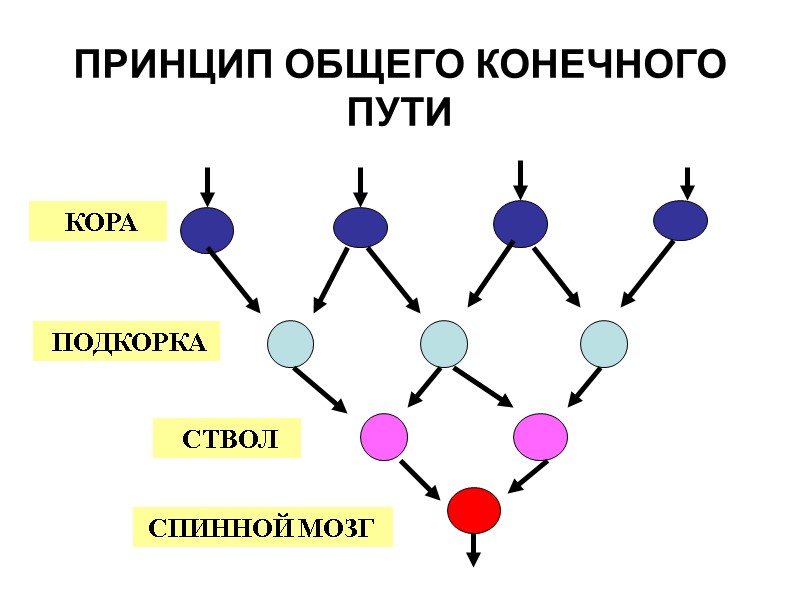 ПРИНЦИП ОБЩЕГО КОНЕЧНОГО ПУТИ  КОРА  ПОДКОРКА  СТВОЛ  СПИННОЙ МОЗГ